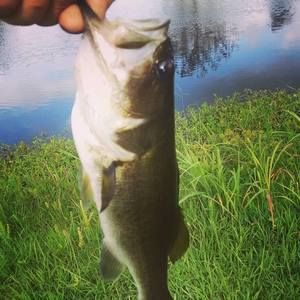 Meet your Posher, Riley